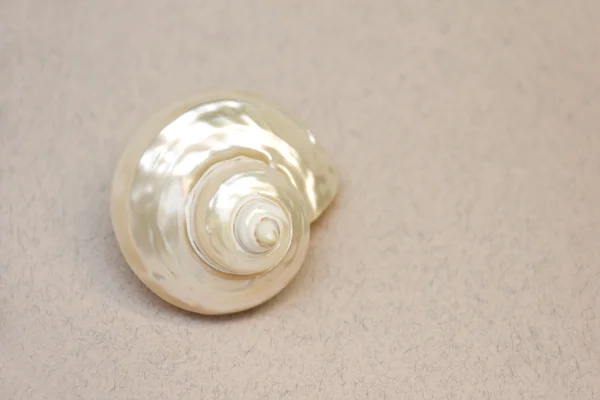Seashell kahverengi kağıt üzerinde