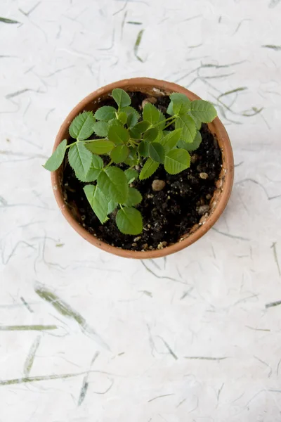 Little Rose in Pot — Stock Photo, Image