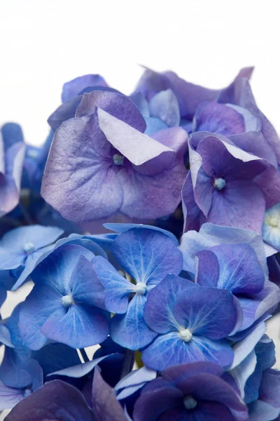 Blauwe hortensia — Stockfoto