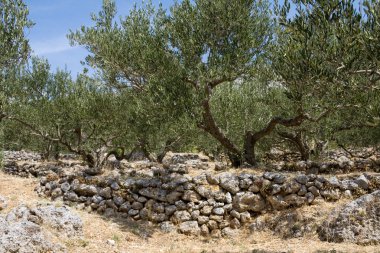 Olive grove