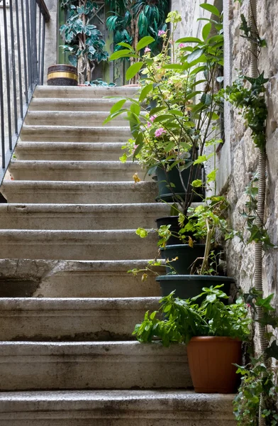 Blumen auf der Treppe — Stockfoto