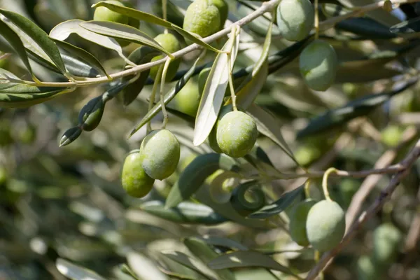 Olive Branch — Stock Photo, Image