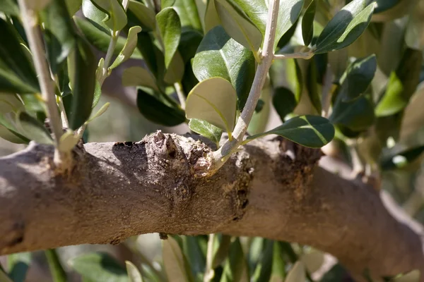 Foliage of Olive Tree — Stock Photo, Image
