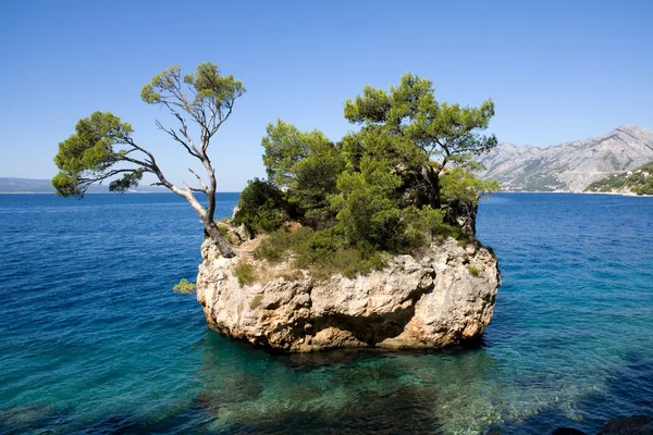 Árbol de pino en Rock Island —  Fotos de Stock