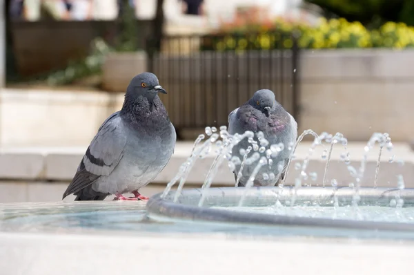 Dva holubi na fontáně — Stock fotografie