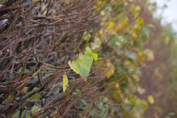 Autumn Leaves — Stock Photo, Image