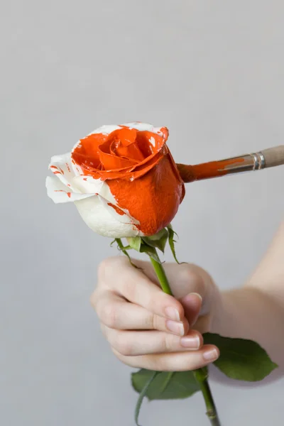 Colouring the Rose — Stock Photo, Image