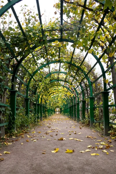 Autumn Pergola — Stock Photo, Image