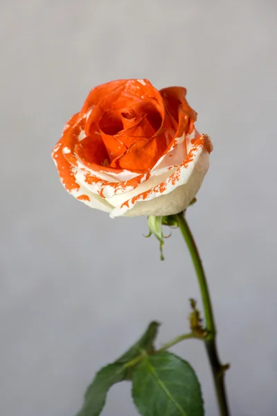 Rosa dipinta — Foto Stock