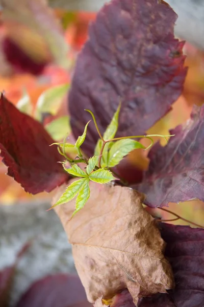 Green Sprout and Red Leaves — Stock Photo, Image