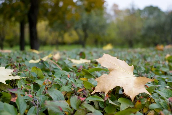 Lying Maple Leaf — Stock Photo, Image