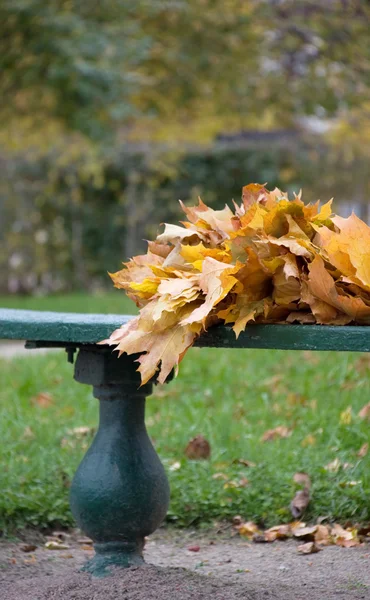 Maple Bunch — Stock Photo, Image