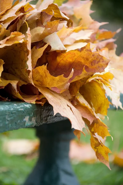 Maple Bunch — Stock Photo, Image