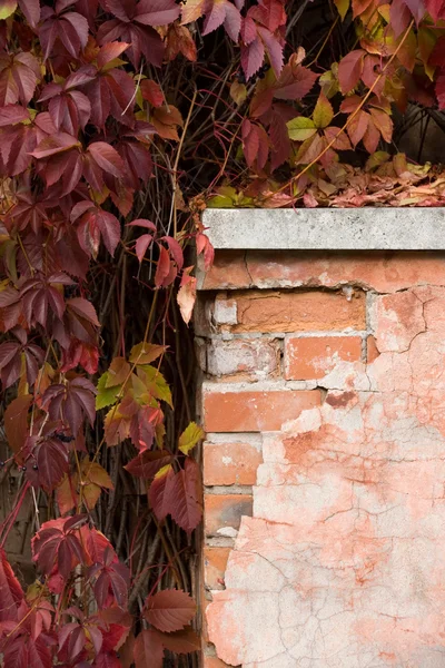 Columna de ladrillo viejo y hojas rojas — Foto de Stock