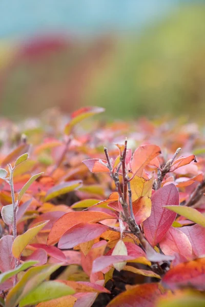 Red Bush — Stock Photo, Image