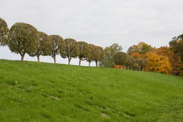 Trees in Rows — Stock Photo, Image