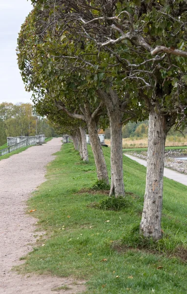 Trees in Rows — Stock Photo, Image