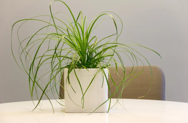 立方の植木鉢 — ストック写真