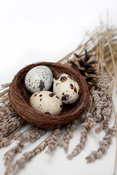 在鸟巢和熏衣草鸡蛋 — 图库照片