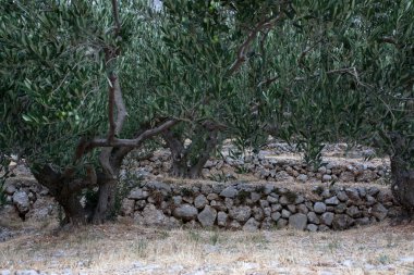 ağaçlar olive Grove
