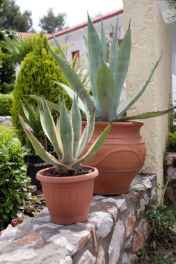 saksı succulents