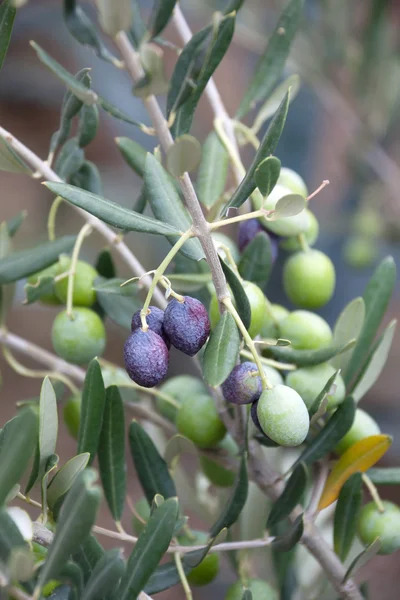Olives on Branch — Stock Photo, Image