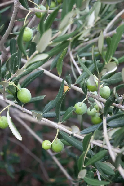 Olive Branches — Stock Photo, Image