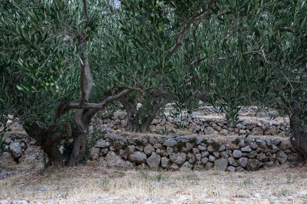 Drzew w gaju oliwnym — Zdjęcie stockowe