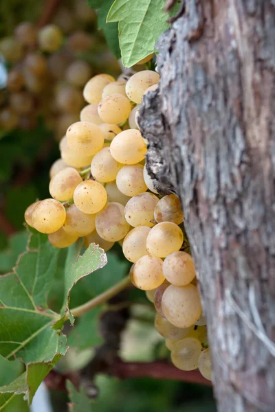 Żółty winogron — Zdjęcie stockowe