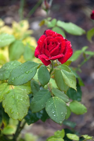 Rosa rossa — Foto Stock