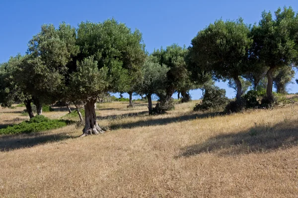 Wild olivový háj — Stock fotografie