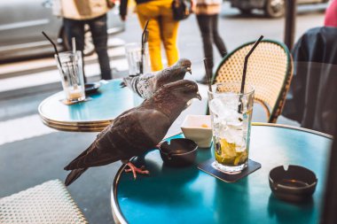 İki güvercin bir kafede yemek artıklarıyla eğleniyorlar.