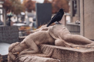 Pere Lachaise - Mezarlıkta bir mezar taşında siyah büyük bir kuzgun - mistik manzara