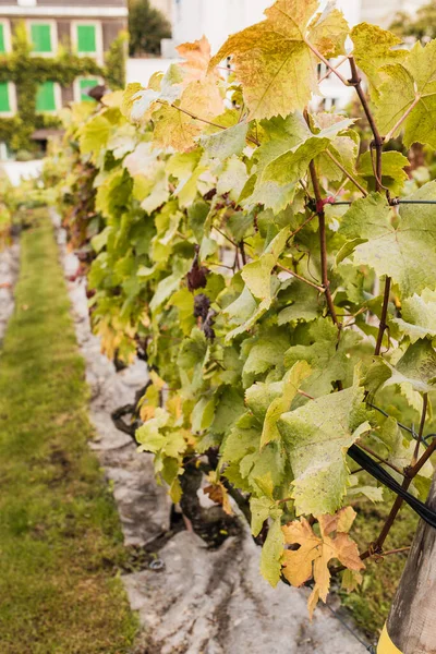 Uvas Jardim Fazenda Uva Para Produção Vinho — Fotografia de Stock