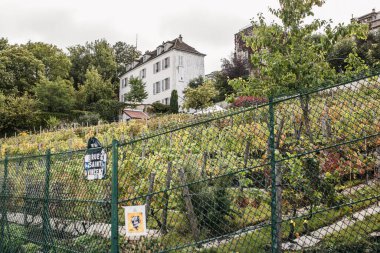 Paris, Fransa - Ekim 06, 2019: Montmartre Antik Ünlü Üzüm bağı - Şehir Merkezindeki Çiftlik