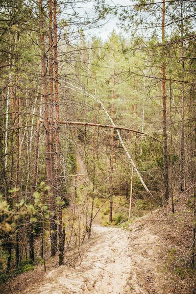 Sendero Senderismo Través Del Bosque Coníferas Ruta Rural Pie — Foto de Stock