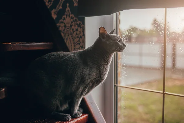 Graceful Slender Flexible Cat Looks Out Window Cloudy Rainy Day — Stock Photo, Image