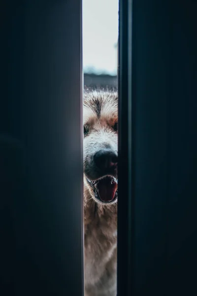 Dog Asks Warm House Put His Nose Crack Ajar Door — Stock Photo, Image