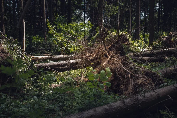 Sonnenlicht Nach Einem Hurrikan Gefällte Bäume Wald Naturkatastrophe — Stockfoto