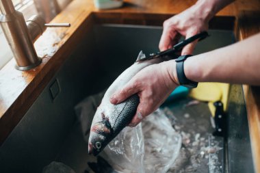 Bir adam yemek pişirmeden önce levreği temizler - lavabodaki yüzgeçleri ve pulları keser - balık günü