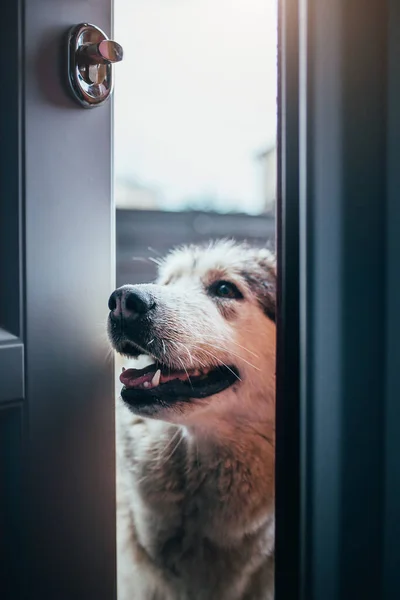 Ajar Door Street Dog Muzzle Looks House Asks Dry Warm — Stock Photo, Image