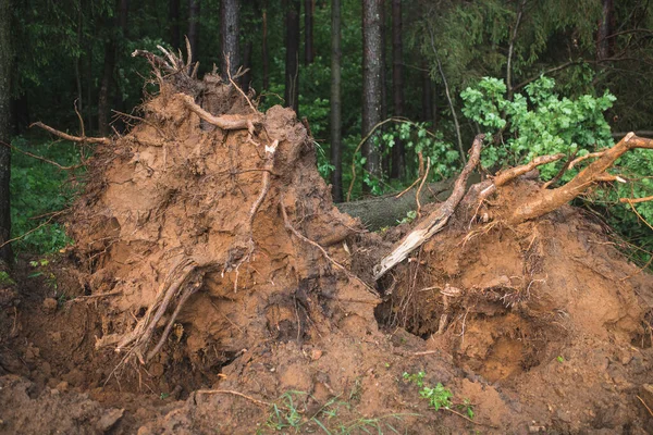 Τυφώνας Άνεμος Ξεριζωμένα Ψηλά Δέντρα Ερυθρελάτης Στην Άκρη Του Δάσους — Φωτογραφία Αρχείου