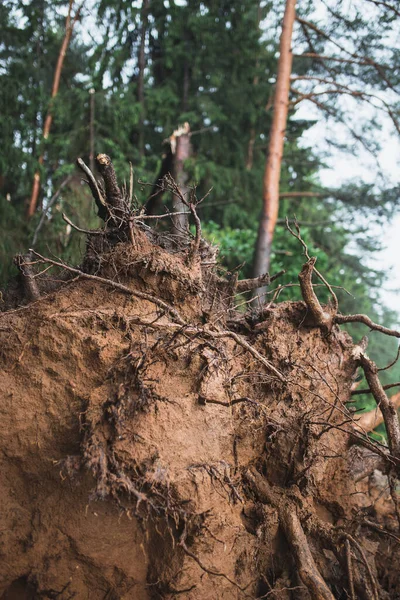 Vihar Ledöntött Egy Fát Földre Gyökerek Kiállnak Földből — Stock Fotó