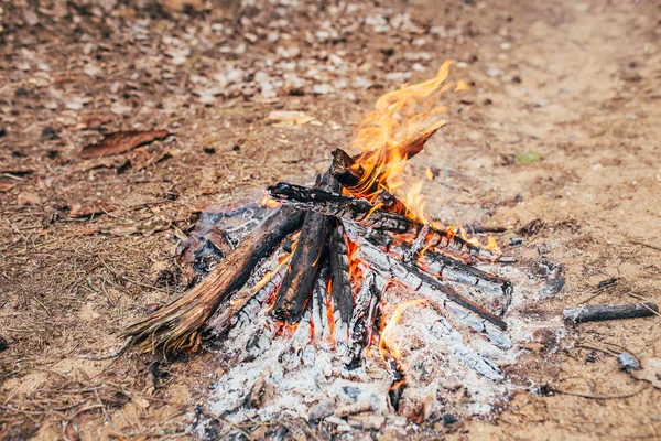 Feu Joie Avec Des Flammes Vives Camp Touristique Forestier Nuit Images De Stock Libres De Droits