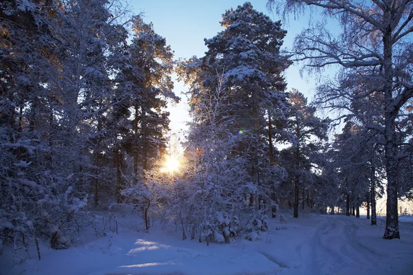 Inverno — Foto Stock