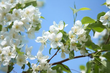 güzel bahar elma ağacı