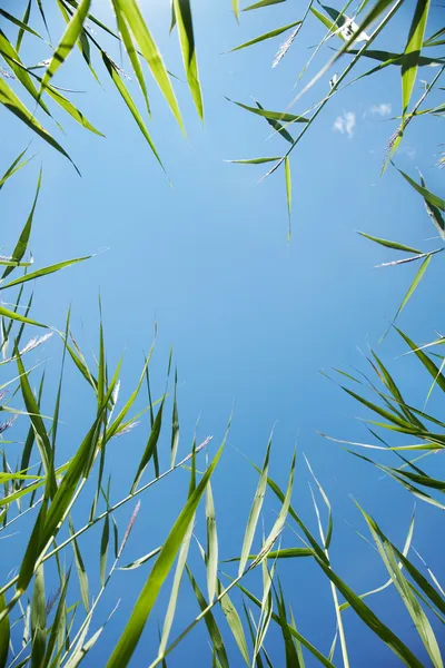 Gyönyörű, friss zöld fű, szemben a kék ég a keret — Stock Fotó
