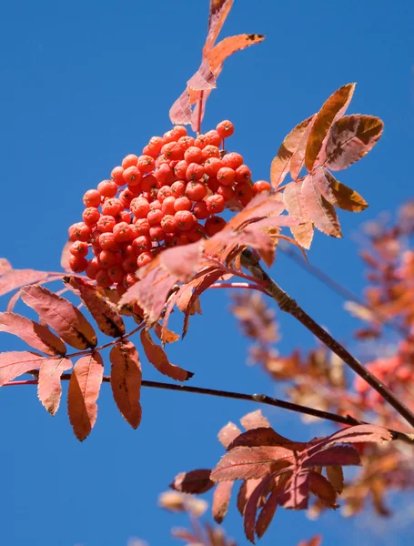 红 ashberry — 图库照片