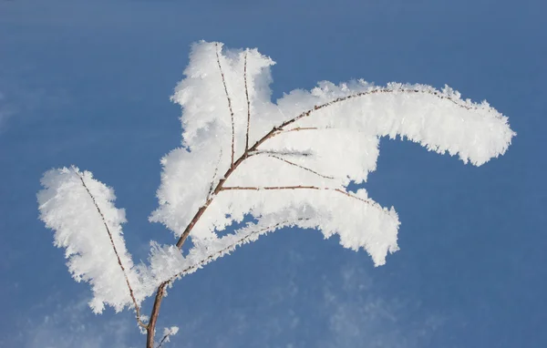 Small branch with hoarfrost — Stock Photo, Image