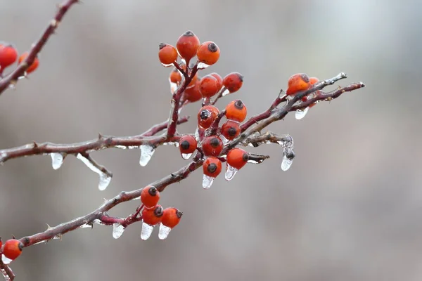 Geada Gelo Galhos Floresta Dia Inverno Gelado — Fotografia de Stock